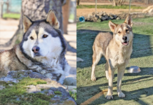 Wolfdogs Find New Home In Ocean County