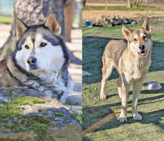 Wolfdogs Find New Home In Ocean County