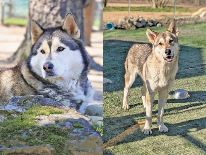 balto-coyote