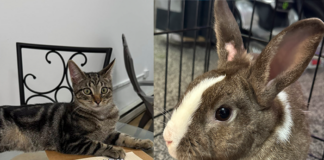 Cats And Bunnies Bring Business To Downtown Toms River