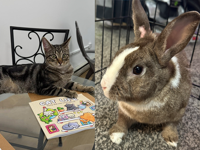 Cats And Bunnies Bring Business To Downtown Toms River