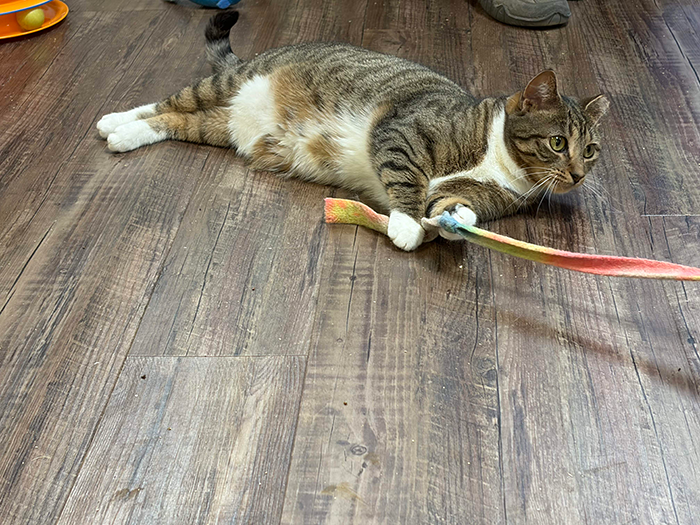 Cats And Bunnies Bring Business To Downtown Toms River