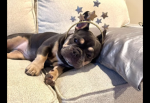 Pre-Trial Intervention Rejected In Dog Killing Case