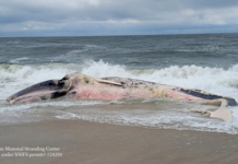 Decomposed Whale Drifts Along Long Beach Island