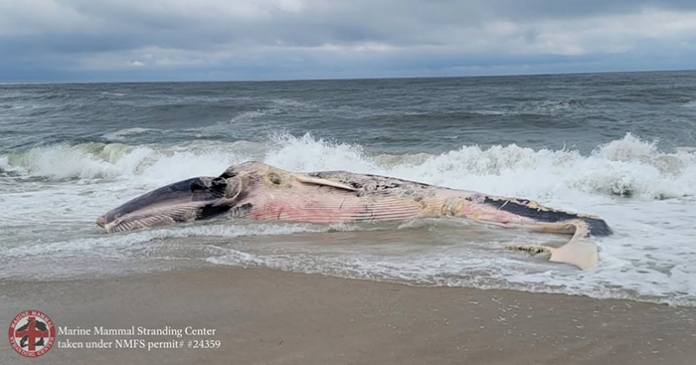 whale1