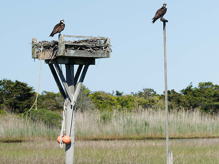 Ospreys In Decline As Food Becomes Scarce