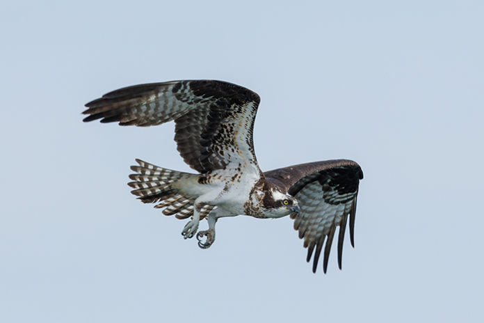 p-osprey11