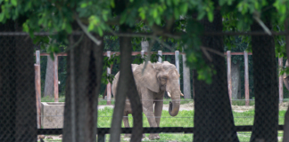 Animal Group Seeks Federal Review Of Six Flags Elephant Habitat