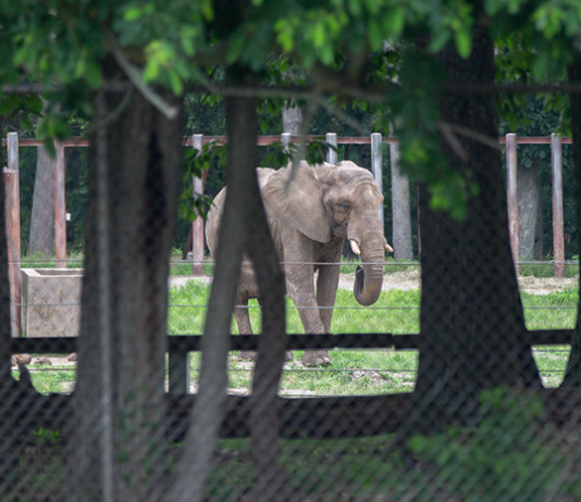 Animal Group Seeks Federal Review Of Six Flags Elephant Habitat