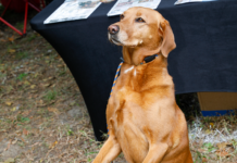 Dogs Dazzle At Pup Strut