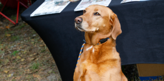 Dogs Dazzle At Pup Strut